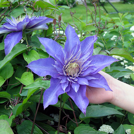 Kauneushoitola Karosvuo, Klaukkala